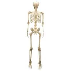 Posable Life Size Skeleton With Red Light Eyes 60in -Spirit Halloween Shop 60 Life Size Skeleton 3 result 600x600 1