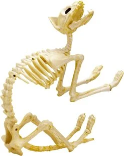 2pcs Halloween Cat Skeleton With Tail -Spirit Halloween Shop 71nkVaKyySL. AC SL1500 600x753 1
