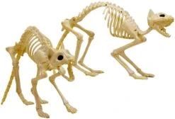 2pcs Halloween Cat Skeleton With Tail -Spirit Halloween Shop 71nvHeBA5wL. AC SL1500 600x409 1