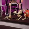 Skeleton Cat & Rat Set -Spirit Halloween Shop Skeleton Cat Rat Set 1 result 600x600 1